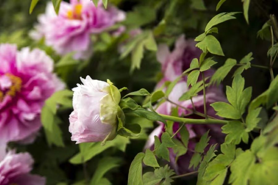 一眼千年花开满城-洛阳白马寺+神州牡丹园+龙门石窟一日游